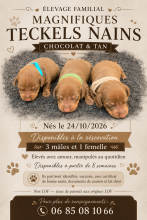 Chiots d'apparence Teckel à vendre chez l'éleveur DES GUERRIERS OCCITAN