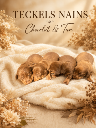 Image de la portée de chiot de l'élévage DES GUERRIERS OCCITAN