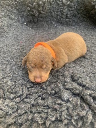 Image de la portée de chiot de l'élévage DES GUERRIERS OCCITAN
