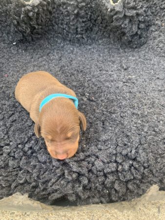 Image de la portée de chiot de l'élévage DES GUERRIERS OCCITAN