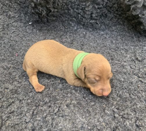 Image de la portée de chiot de l'élévage DES GUERRIERS OCCITAN