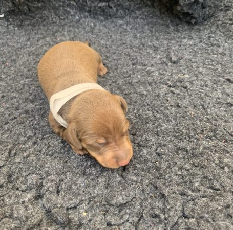 Image de la portée de chiot de l'élévage DES GUERRIERS OCCITAN