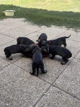 Chiots de race Teckel à vendre chez l'éleveur DES RONCIERS POURPRES