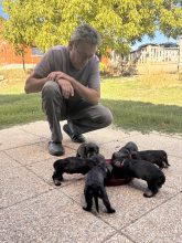 Chiots de race Teckel à vendre chez l'éleveur DES RONCIERS POURPRES