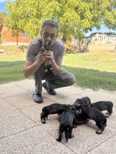 Chiots de race Teckel à vendre chez l'éleveur DES RONCIERS POURPRES