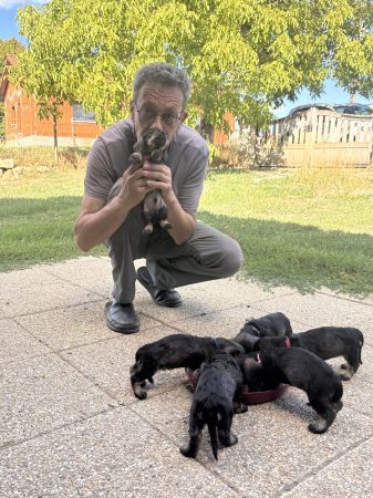 Image de la portée de chiot de l'élévage DES RONCIERS POURPRES