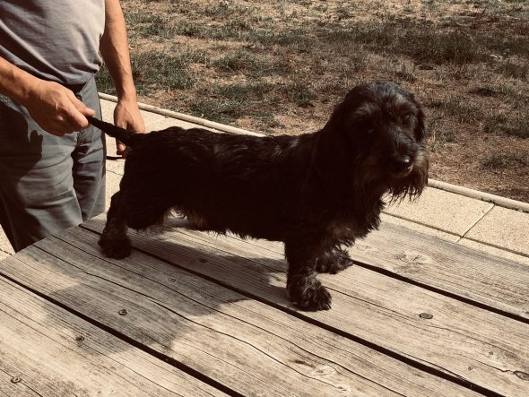 Image de la portée de chiot de l'élévage DES RONCIERS POURPRES