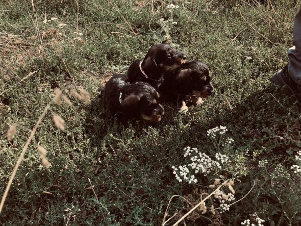 Image de la portée de chiot de l'élévage DES RONCIERS POURPRES