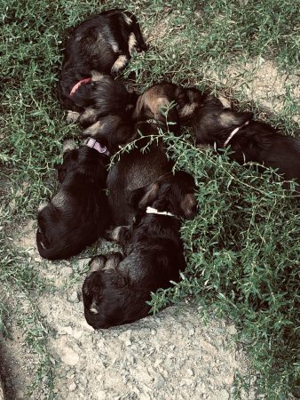 Image de la portée de chiot de l'élévage DES RONCIERS POURPRES