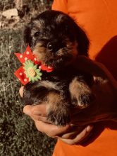 Chiots de race Teckel à vendre chez l'éleveur DES RONCIERS POURPRES