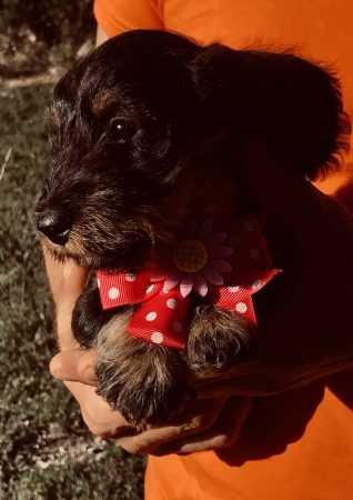 Image de la portée de chiot de l'élévage DES RONCIERS POURPRES