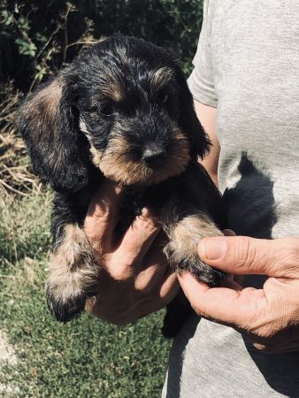 Image de la portée de chiot de l'élévage DES RONCIERS POURPRES