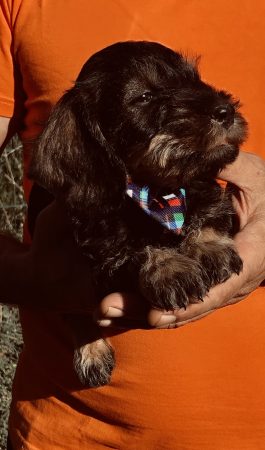 Image de la portée de chiot de l'élévage DES RONCIERS POURPRES