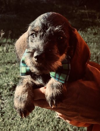 Image de la portée de chiot de l'élévage DES RONCIERS POURPRES