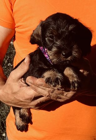Image de la portée de chiot de l'élévage DES RONCIERS POURPRES