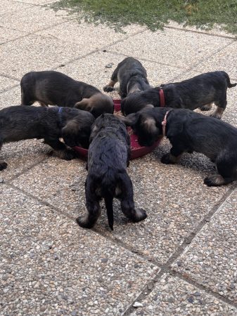 Image de la portée de chiot de l'élévage DES RONCIERS POURPRES