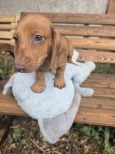 Chiots d'apparence Teckel à poil dur à vendre chez l'éleveur LE VERT LOGIS