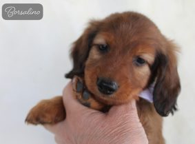 Chiots de race teckel à poil long à vendre chez l'éleveur Élevage De La Route Jacques Coeur