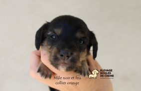 Chiots d'apparence Teckel nain à poil long à vendre chez l'éleveur POURPRIX ISABELLE