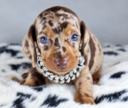 Chiots d'apparence Teckel nain à poil ras à vendre chez l'éleveur ELITE CANIN