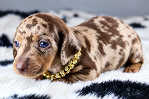 Image de la portée de chiot de l'élévage ELITE CANIN