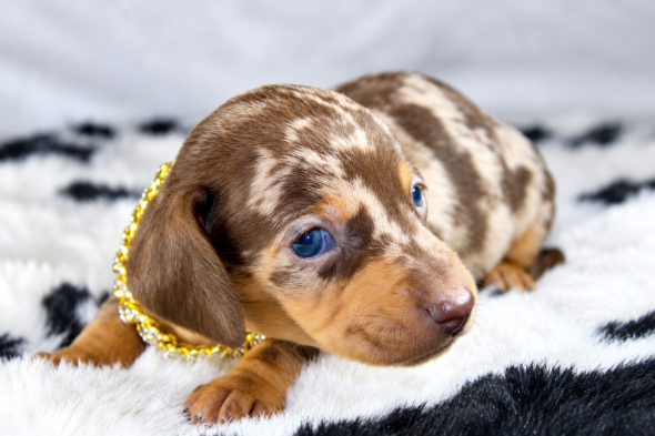 Image de la portée de chiot de l'élévage ELITE CANIN