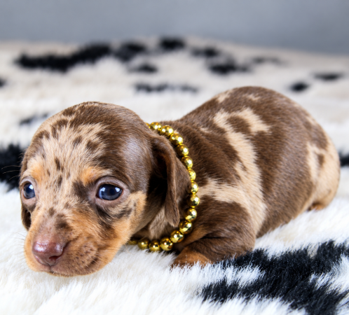 Image de la portée de chiot de l'élévage ELITE CANIN