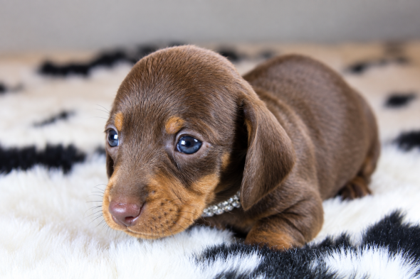 Image de la portée de chiot de l'élévage ELITE CANIN