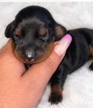 Chiots de race Teckel nain à poil ras à vendre chez l'éleveur LA VALLEE SACREE