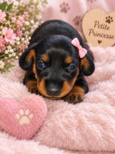 Chiots de race Teckel nain à poil ras à vendre chez l'éleveur LA VALLEE SACREE