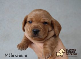 Chiots d'apparence Teckel nain à poil ras à vendre chez l'éleveur POURPRIX ISABELLE
