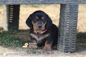 Chiots d'apparence Teckel nain à poil ras à vendre chez l'éleveur POURPRIX ISABELLE