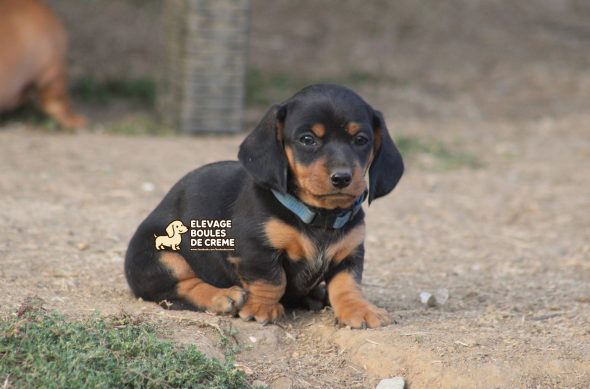 Image de la portée de chiot de l'élévage POURPRIX ISABELLE