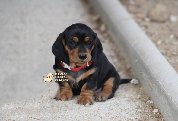 Image de la portée de chiot de l'élévage POURPRIX ISABELLE