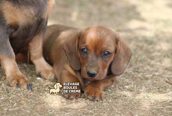 Image de la portée de chiot de l'élévage POURPRIX ISABELLE