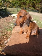 Chiots de race Teckel nain à poil ras à vendre chez l'éleveur DES LYS DU LUBERON
