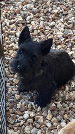 Image de la portée de chiot de l'élévage FEELING Cottage