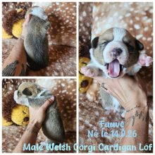 Chiots d'apparence Welsh corgi cardigan à vendre chez l'éleveur WATERLOT CINDY