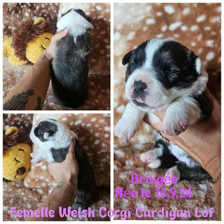 Image de la portée de chiot de l'élévage WATERLOT CINDY