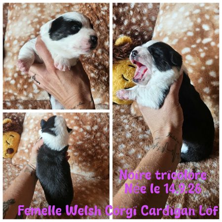 Image de la portée de chiot de l'élévage WATERLOT CINDY