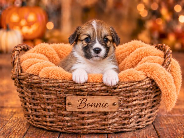 Image de la portée de chiot de l'élévage DE MAJESTADE