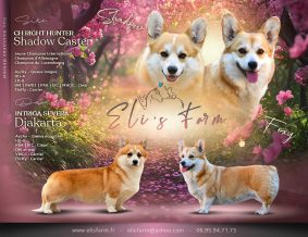 Chiots de race Welsh corgi pembroke à vendre chez l'éleveur ELI&rsquo;S FARM