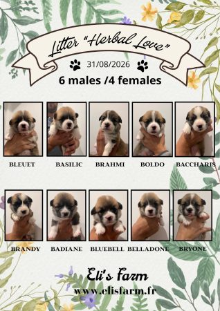 Image de la portée de chiot de l'élévage ELI&rsquo;S FARM