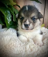 Chiots de race Welsh corgi pembroke à vendre chez l'éleveur L’ARCHE DE CHAMBORD