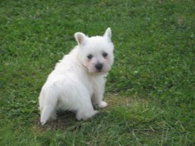 Chiots de race West highland white terrier à vendre chez l'éleveur LE DOMAINE DU FEU COCHARD