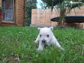 Chiots d'apparence West highland white terrier à vendre chez l'éleveur LEDEME AURELIEN