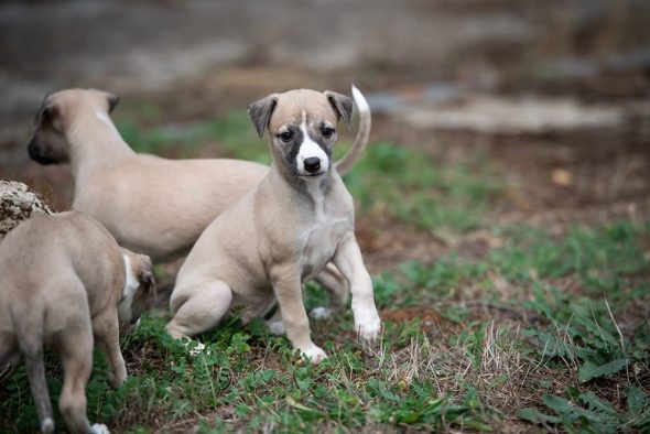 Image de la portée de chiot de l'élévage DU DOMAINE DE LA POIRIERE