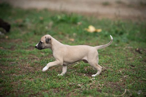 Image de la portée de chiot de l'élévage DU DOMAINE DE LA POIRIERE