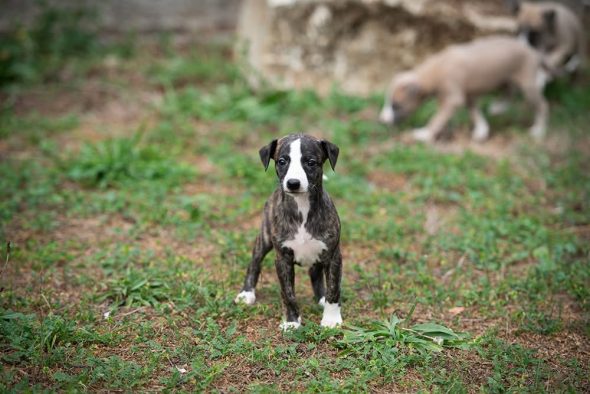 Image de la portée de chiot de l'élévage DU DOMAINE DE LA POIRIERE
