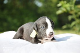 Chiots de race Whippet à vendre chez l'éleveur MADY N ALPHYSIA